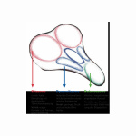 Wittkop Twin Medicus 1.0 Fietszadel voor Heren Gel Zwart